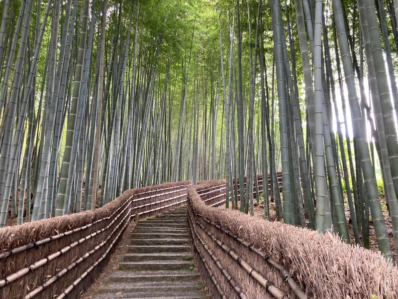 Tall bamboo stems lining the walking path through the Arashiyama grove in Kyoto