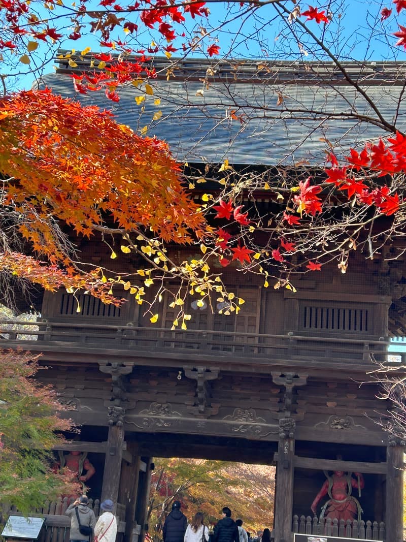 Maple leaves turning red over the grounds of Joshin-ji temple