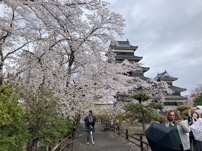 Matsumoto Castle behind cherry blossom in full bloom