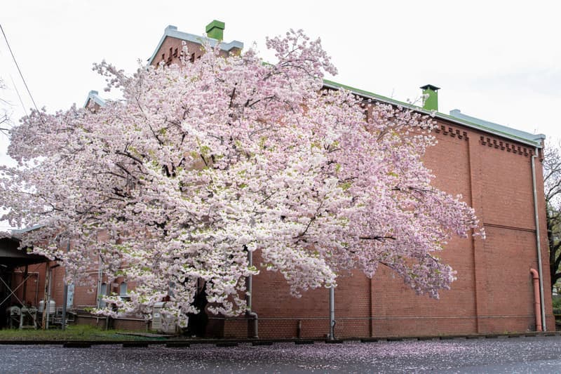 Cherry trees in full bloom in front of a former red brick brewing laboratory in Japan