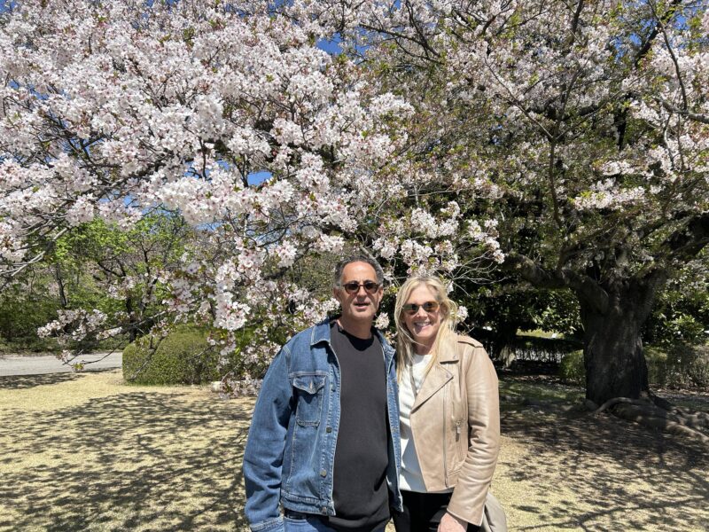 Sakura, Cherry blossoms in Japan